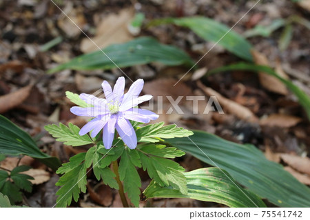 銀蓮花偽altaica與藍色的花瓣(市菊菊崎) 銀蓮花偽altaica與藍色的花瓣(市菊菊崎) 75541742