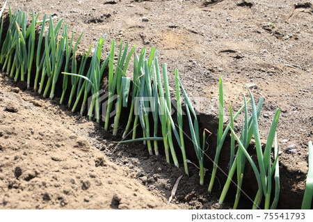 Plant green onion seedlings Plant green onion seedlings 75541793