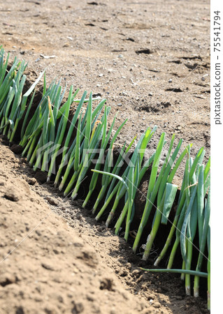 Plant green onion seedlings Plant green onion seedlings 75541794