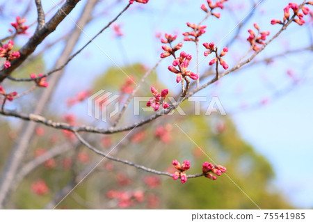 櫻花的花蕾 75541985