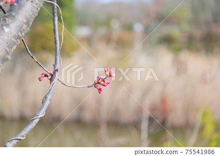 櫻花的花蕾 櫻花的花蕾 75541986