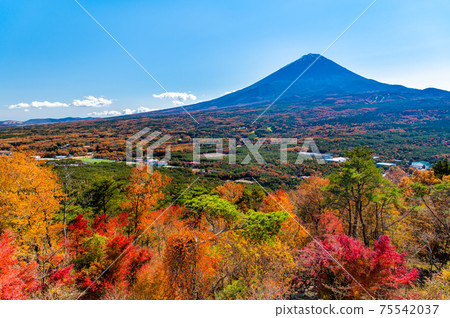 Mt. Fuji seen from Koyodai, Narusawa Village, Yamanashi Prefecture 75542037