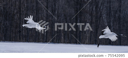 譚蝶(Tsurui村) 譚蝶(Tsurui村) 75542095