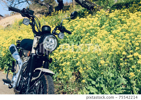 Spring Touring 75542214