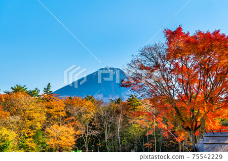 山梨縣河口湖町西湖野鳥森林公園的秋葉和富士山 75542229