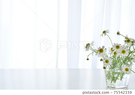 Chamomile flowers Chamomile flowers 75542339