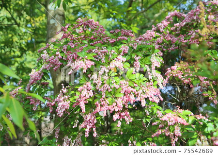 Acebi flower 75542689