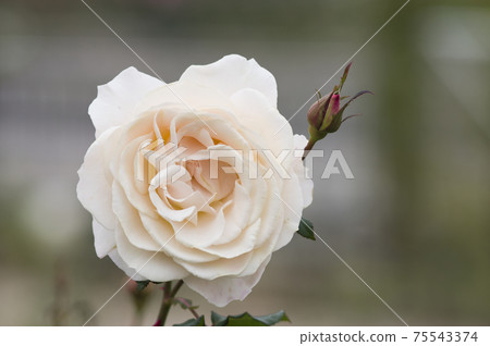 白玫瑰盛開在玫瑰園中。這朵玫瑰的名字叫法式花邊。 75543374