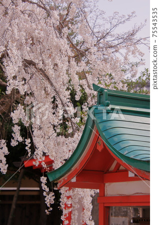 Kurumazaki Shrine, a famous cherry blossom spot in Kyoto 75543535