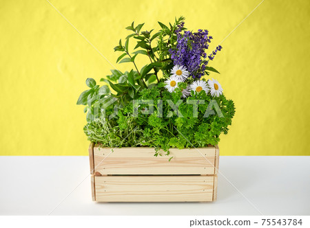 green herbs and flowers in wooden box on table green herbs and flowers in wooden box on table 75543784