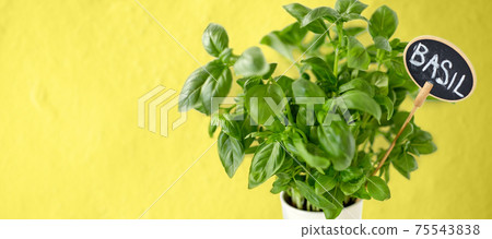 close up of basil herb with name on tag in pot Stock Photo