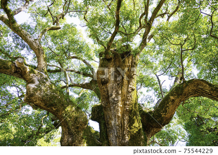 Umihachimangu（福岡縣霞市區宇見町）的一棵奇妙的巨型樟樹，名為Yuka no Mori 75544229