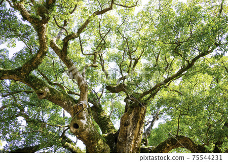 Umihachimangu（福岡縣霞市區宇見町）的一棵奇妙的巨型樟樹，名為Yuka no Mori 75544231