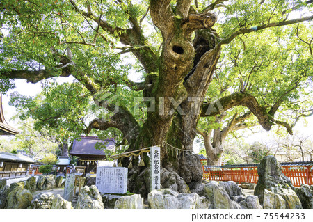 A wonderful giant camphor tree called Yuka no Mori in Umihachimangu (Umi Town, Kasuya District, Fukuoka Prefecture) A wonderful giant camphor tree called Yuka no Mori in Umihachimangu (Umi Town, Kasuya District, Fukuoka Prefecture) 75544233