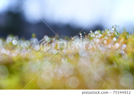 苔蘚孢子濕與晨露15 苔蘚孢子濕與晨露15 75544912