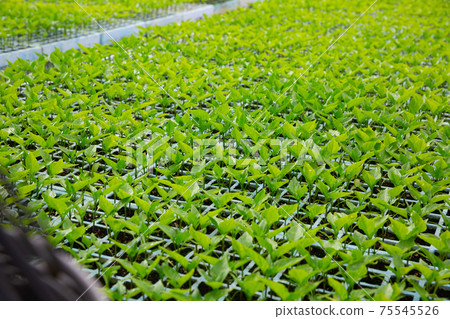 Sprouts of bell peppers in pots are grown in greenhouse Sprouts of bell peppers in pots are grown in greenhouse 75545526