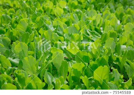 Rows of ripe green spinach plants in greenhouse 75545589