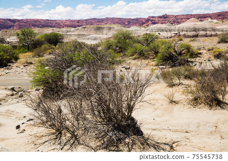 Stony landscape in Ischigualasto Provincial Park Stony landscape in Ischigualasto Provincial Park 75545738
