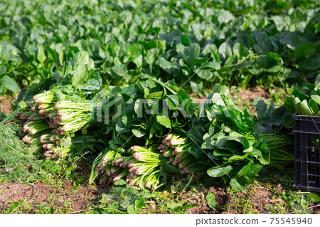 Bunches of spinach on plantation Bunches of spinach on plantation 75545940