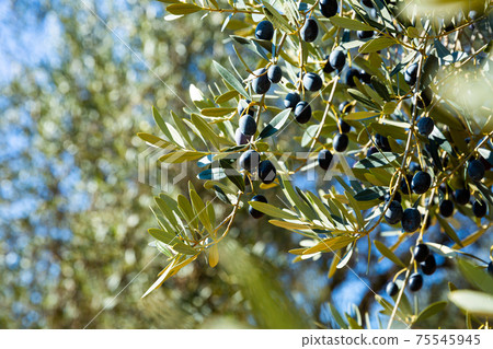 Black olives on tree on a sunny day Black olives on tree on a sunny day 75545945