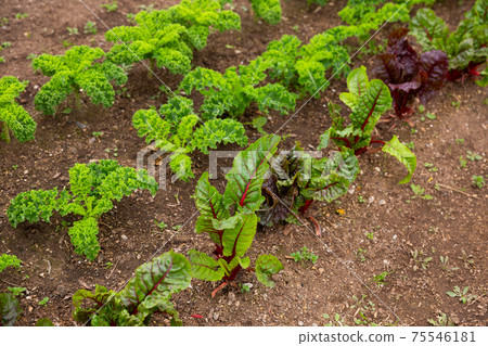 Various garden plants grow in the garden Various garden plants grow in the garden 75546181