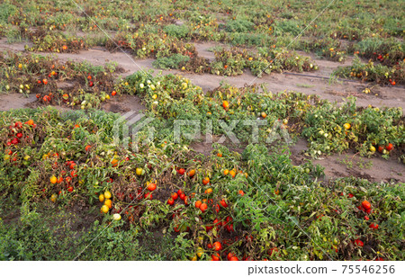 Damaged tomato plants on field after storm 75546256