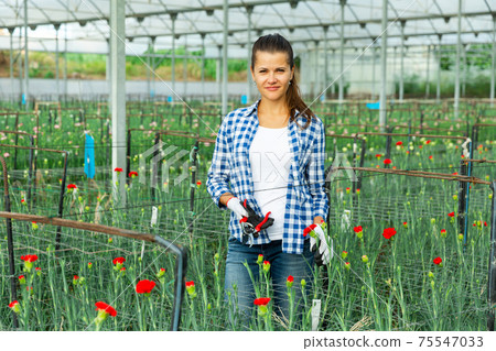 Woman gardener is standing with flowers carnation in orangery Woman gardener is standing with flowers carnation in orangery 75547033