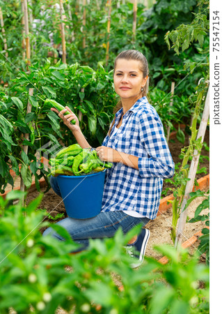 Woman gardener while harvesting of peppers in garden Woman gardener while harvesting of peppers in garden 75547154