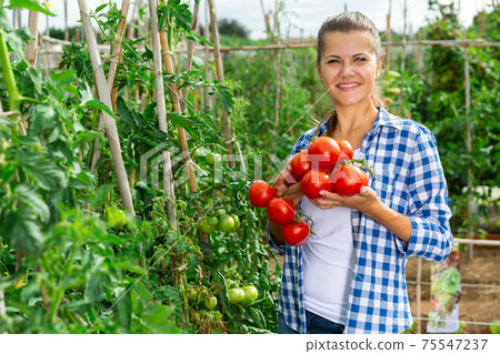 Woman picks ripe red tomatoes on a plantation Woman picks ripe red tomatoes on a plantation 75547237