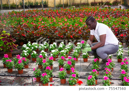 African american farmer checking potted pink periwinkles in greenhouse African american farmer checking potted pink periwinkles in greenhouse 75547560