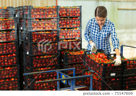 Woman gardener stacking boxes with tomatoes in greenhouse Woman gardener stacking boxes with tomatoes in greenhouse 75547609