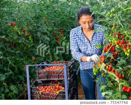 Latino woman farmer harvesting tomatoes in greenhouse Latino woman farmer harvesting tomatoes in greenhouse 75547748