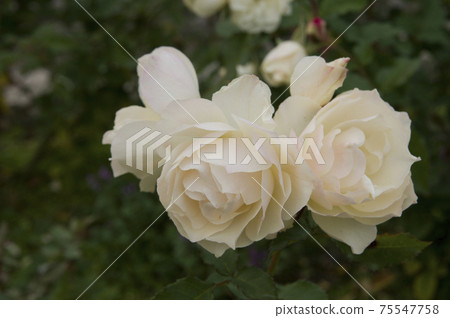 White roses are in bloom in the rose garden. The name of this rose is Edelweiss. White roses are in bloom in the rose garden. The name of this rose is Edelweiss. 75547758