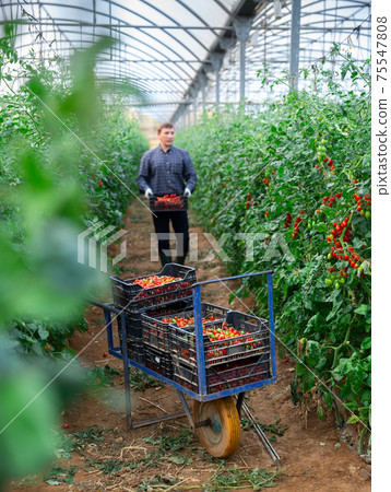 Crates with harvest of red tomatoes in greenhouse 75547808