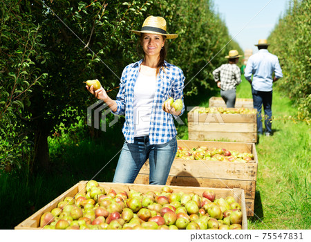 Female farmer with harvested pears in orchard Female farmer with harvested pears in orchard 75547831