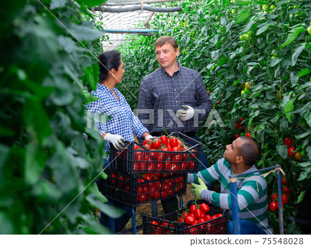 Farmers harvesting tomatoes in greenhouse, talking during break 75548028