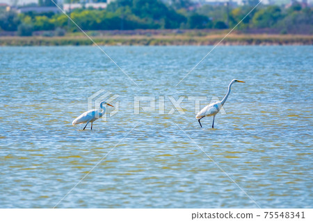 Two white herons stands in the lake 75548341