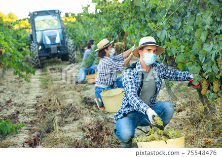 Farmer in medical mask harvesting grapes in vineyard 75548476