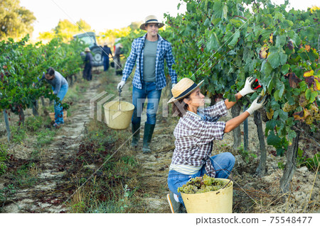 Female farm worker harvesting ripe grapes at vineyard Female farm worker harvesting ripe grapes at vineyard 75548477