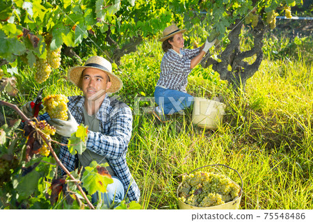 Young man picking ripe white grapes in vineyard 75548486