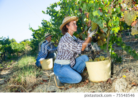 Woman harvesting ripe grapes at vineyard 75548546