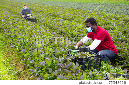 African american farmer in medical mask harvesting leaf mustard 75548616