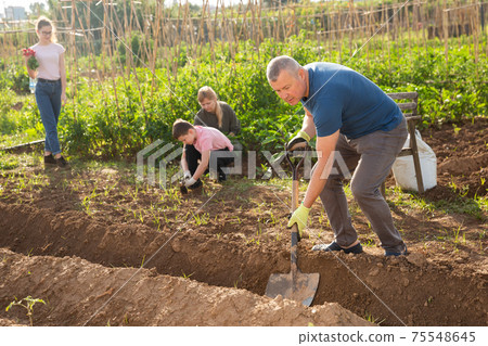 Father digs trench while the rest of the family is engaged in garden Father digs trench while the rest of the family is engaged in garden 75548645