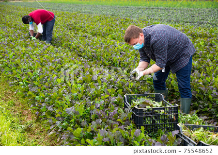 Man in medical mask harvesting red leaf mustard Man in medical mask harvesting red leaf mustard 75548652