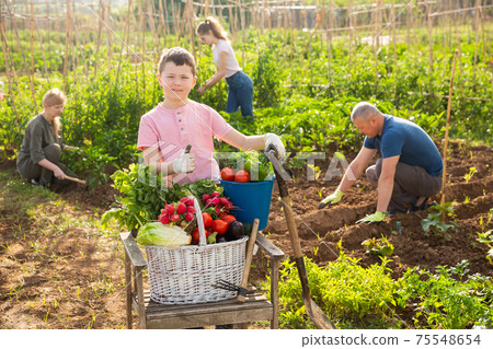 Boy is pleased with the harvested ripe vegetables on the field Boy is pleased with the harvested ripe vegetables on the field 75548654