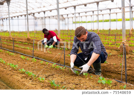 Greenhouse owner checking seedlings 75548659