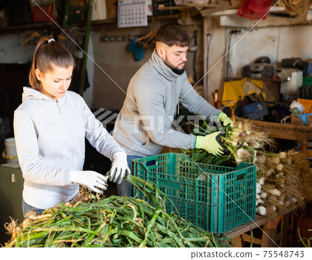 Couple of farmers peeling and sorting green onions 75548743