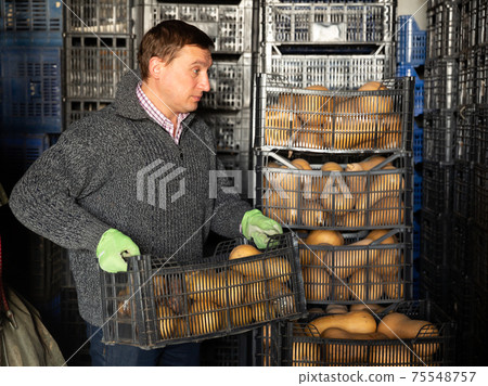Male farmer standing with box of harvested butternut squash or butternut pumpkin in storage Male farmer standing with box of harvested butternut squash or butternut pumpkin in storage 75548757