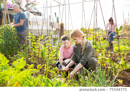Teen son helps mother clean weeds in garden beds Teen son helps mother clean weeds in garden beds 75548775