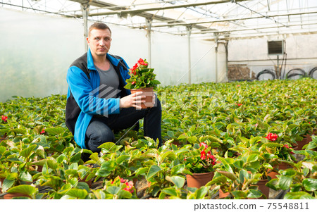 Worker examining houseplants Worker examining houseplants 75548811